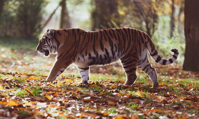 A tiger stalking through the woods for the post tigers die and leave their skin