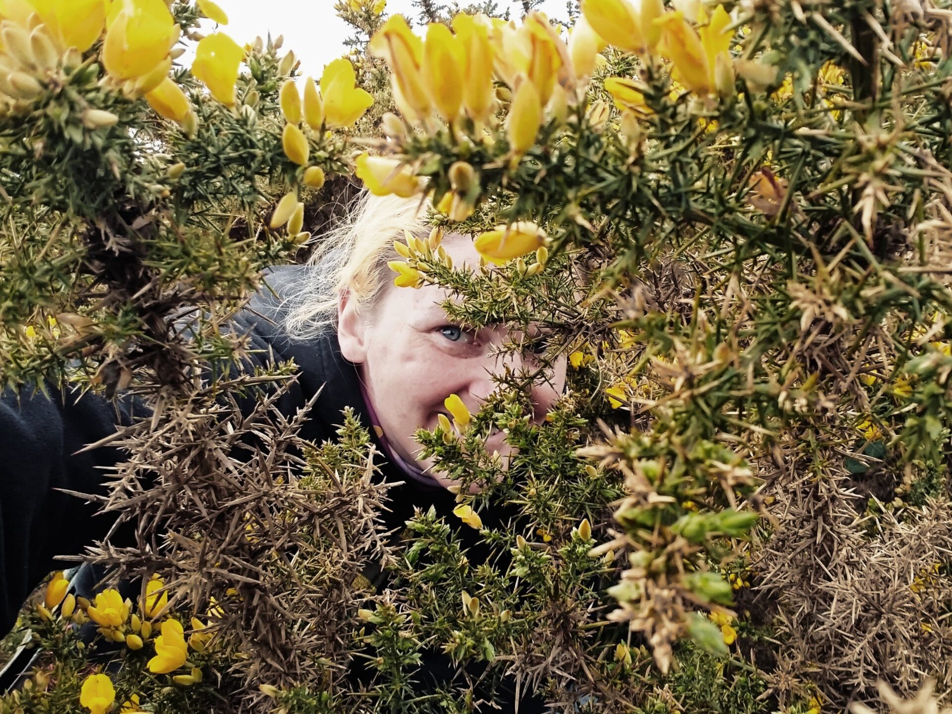 Blonde lady peeking through a gorse bush ad smiling. Featured image for the post Kind of like vanilla but not quite.