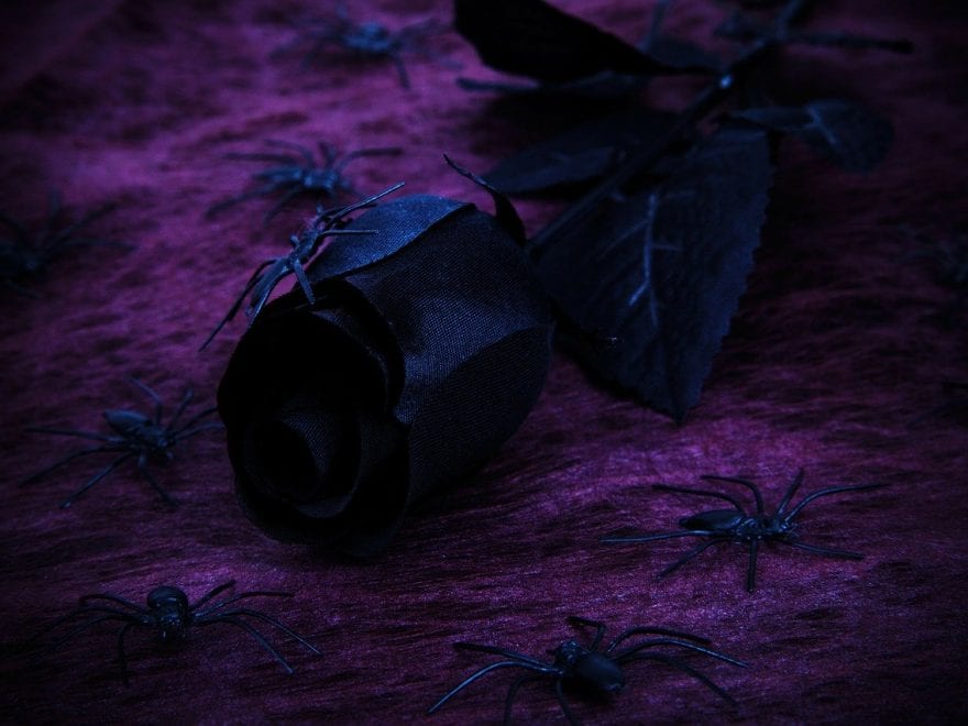 Feel the fear and do it anyway header image of a Black rose and spiders