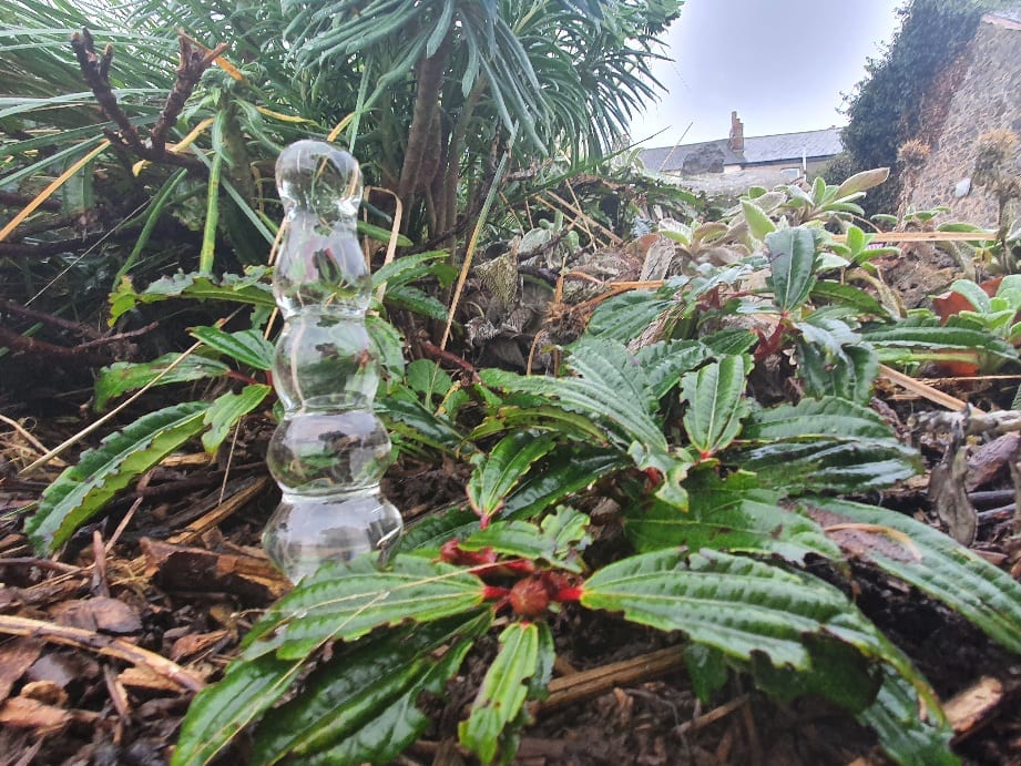 Glass dildo hiding in plain sight in a winter flower bed.