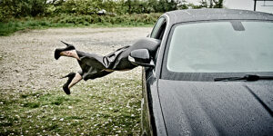 Kicking out in heels header, latex clad lady diving through a drivers side Jaguar window.