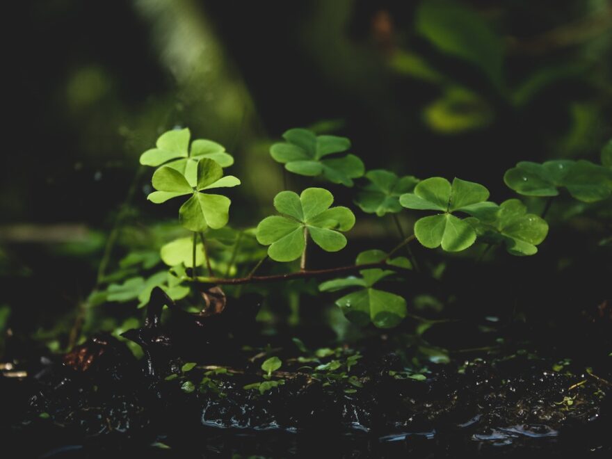 lady luck header image shows a stalk of green clover leaves