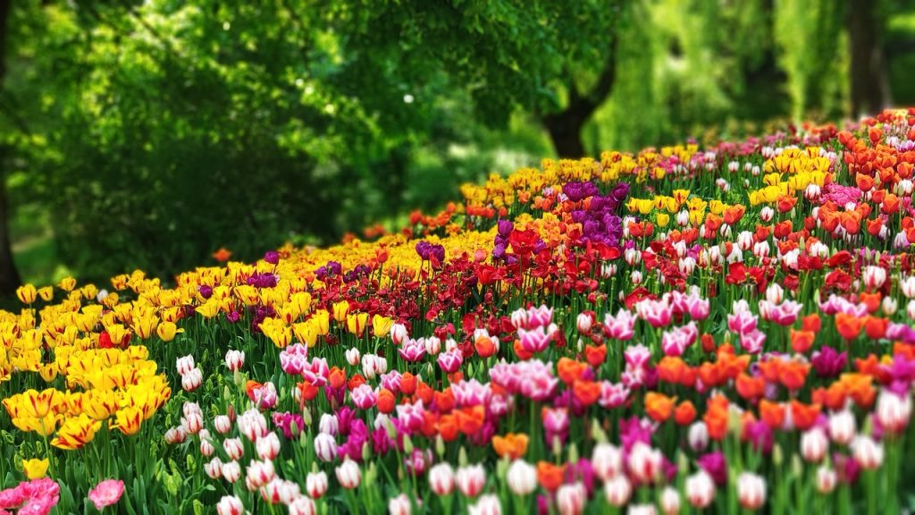 Celebrating life header shows a field full of brightly coloured tulips in all of my grans favourite colours.
